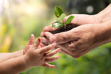 Seedling being passed